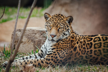 Картинка животные Ягуары кошка отдых лежит пятна морда