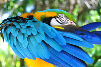 Картинка животные попугаи перья