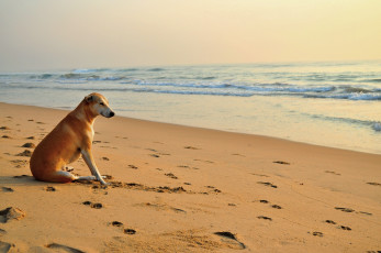Картинка животные собаки пляж следы собака песок волны море