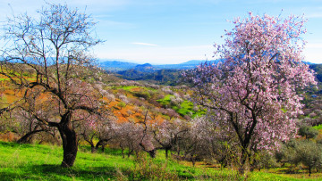 Картинка природа деревья горы долина цветение