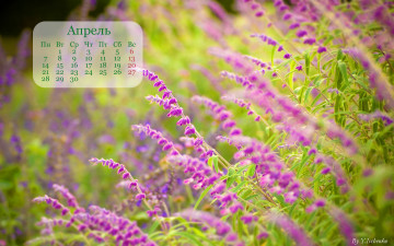 обоя календари, цветы, апрель