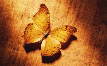 Картинка животные бабочки бабочка поверхность пробка тень