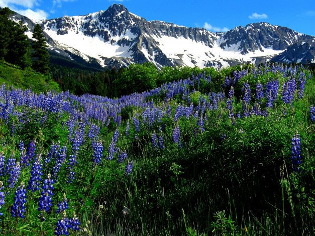 Обои картинки фото природа, горы, цветы, снег