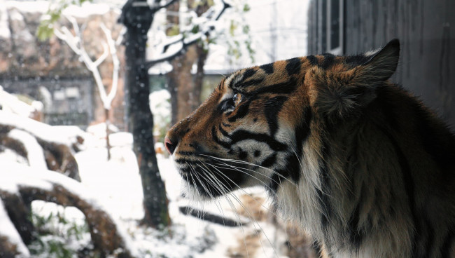Обои картинки фото животные, тигры, снег, зима, профиль, мех, морда, кошка