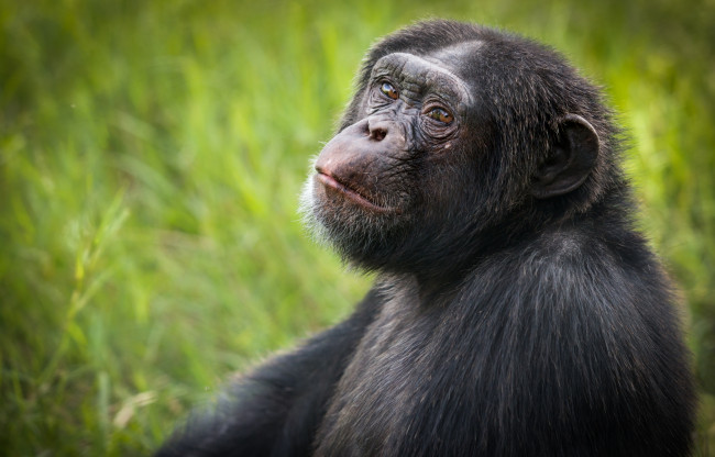 Обои картинки фото животные, обезьяны, шимпанзе