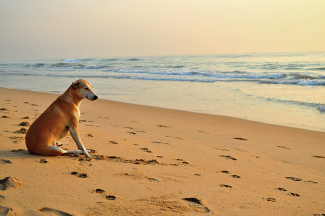 Обои картинки фото животные, собаки, пляж, следы, собака, песок, волны, море