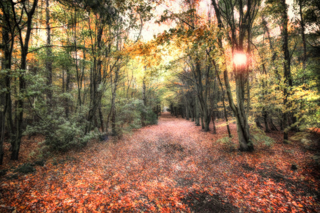 Обои картинки фото природа, лес, осень, свет, листва