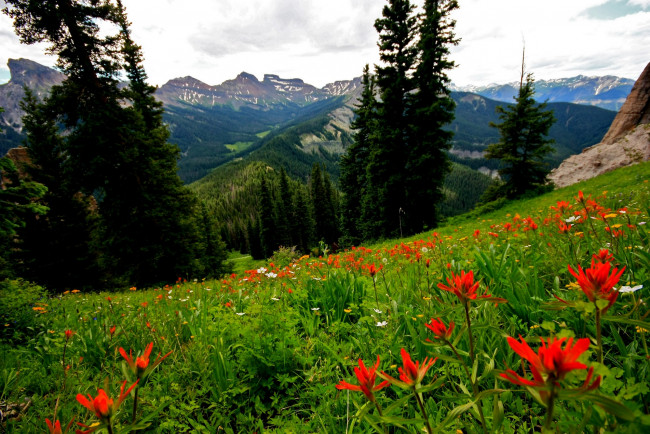 Обои картинки фото природа, горы, цветы