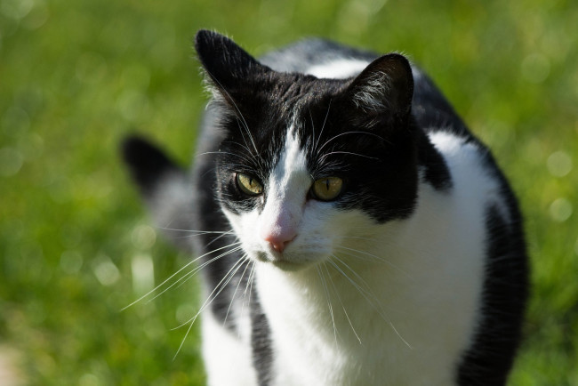 Обои картинки фото животные, коты, лето, кошка, усы, свет, мордочка, черно-белая
