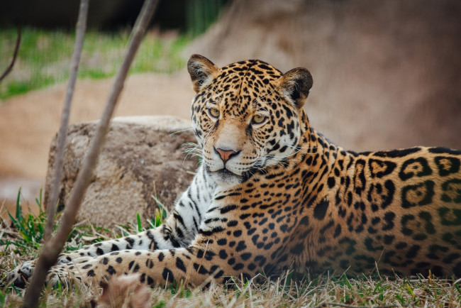 Обои картинки фото животные, Ягуары, кошка, отдых, лежит, пятна, морда