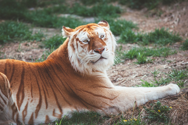 Обои картинки фото золотой тигр, животные, тигры, кошка, отдых, лежит