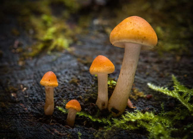 Обои картинки фото природа, грибы, мох, макро, семейка