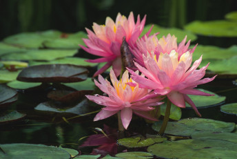 Картинка цветы лилии+водяные +нимфеи +кувшинки розовый вода водяная лилия нимфея отражение