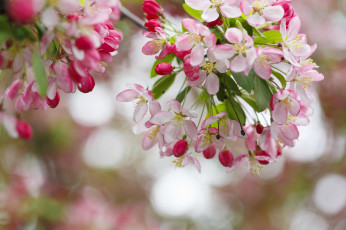 Картинка цветы цветущие+деревья+ +кустарники весна красота цветение дерево