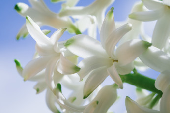Картинка цветы гиацинты цветки гиацинт макро