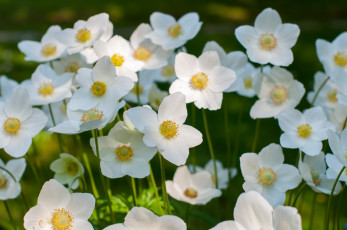 Картинка цветы анемоны +сон-трава макро анемон белый
