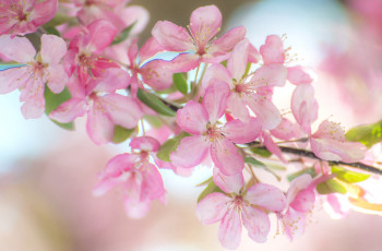 Картинка цветы цветущие+деревья+ +кустарники ветка весна розовый