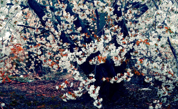 Картинка цветы сакура +вишня цветение дерево весна вишня
