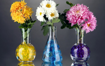 Картинка цветы хризантемы разноцветные