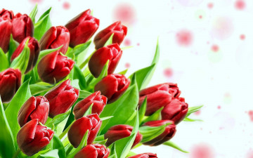 Картинка цветы тюльпаны букет красные