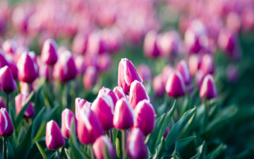 Картинка цветы тюльпаны ряды поле розовые