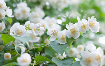 Картинка цветы жасмин макро белый куст
