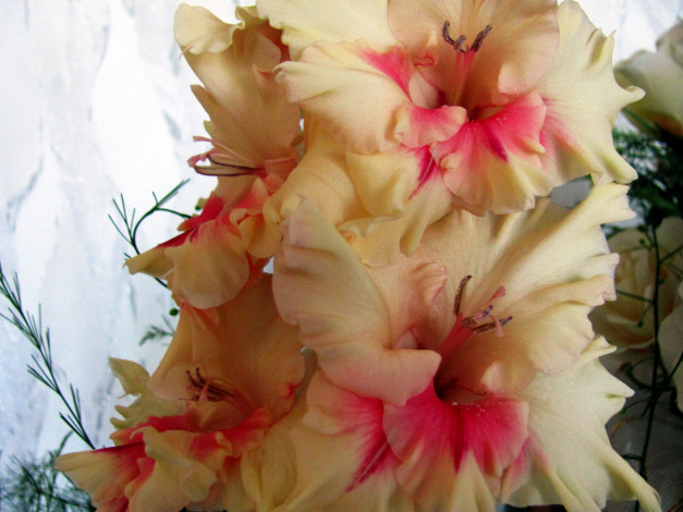 Обои картинки фото цветы, гладиолусы, лепестки