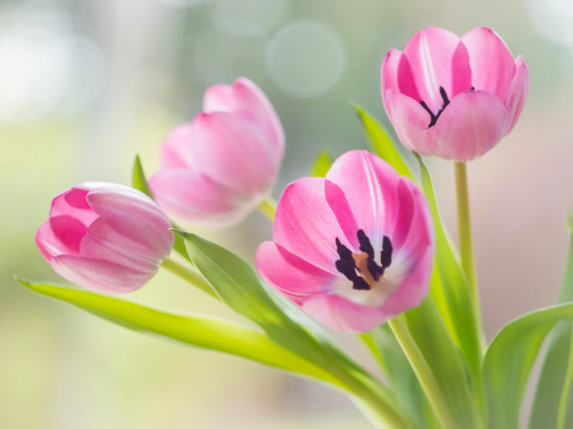 Обои картинки фото цветы, тюльпаны, бутоны, розовые
