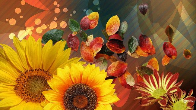 Обои картинки фото цветы, разные вместе, осень, листья