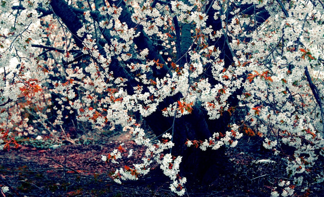 Обои картинки фото цветы, сакура,  вишня, цветение, дерево, весна, вишня