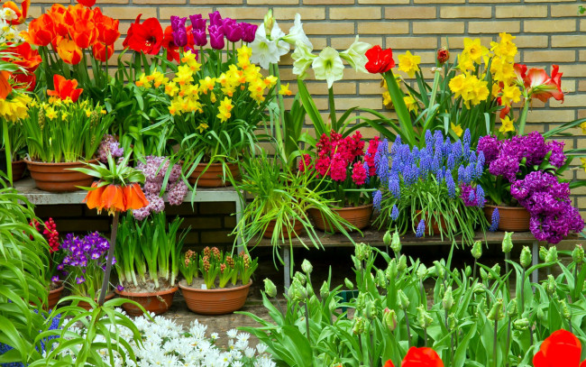 Обои картинки фото цветы, разные вместе, нарциссы, тюльпаны, гиацинты