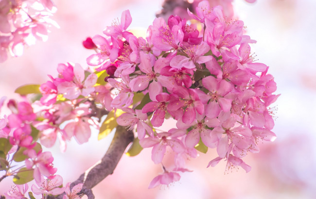 Обои картинки фото цветы, цветущие деревья ,  кустарники, ветка, яблоня, розовый, весна