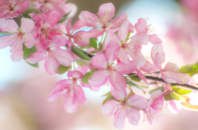 Обои картинки фото цветы, цветущие деревья ,  кустарники, ветка, весна, розовый
