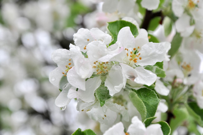 Обои картинки фото цветы, цветущие деревья ,  кустарники, дерево, макро, яблоня, весна