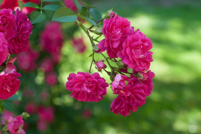 Обои картинки фото цветы, розы, куст, макро, розовый