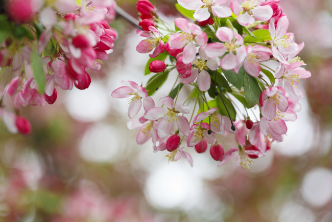 Обои картинки фото цветы, цветущие деревья ,  кустарники, весна, красота, цветение, дерево
