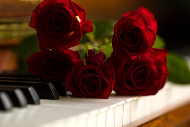 Обои картинки фото цветы, розы, клавиши, пианино, бутоны