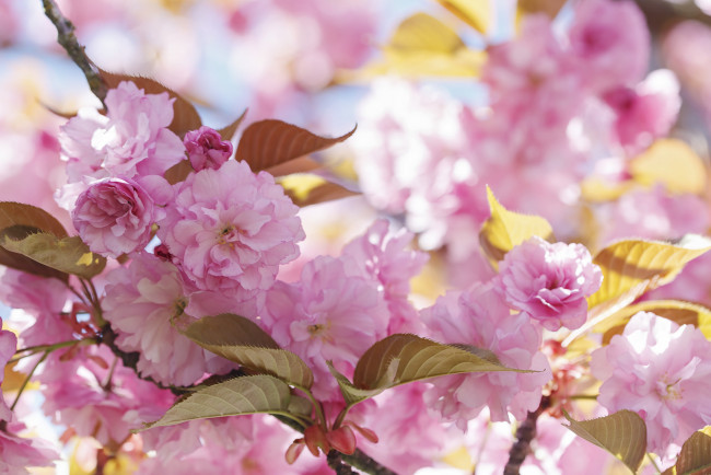 Обои картинки фото цветы, сакура,  вишня, весна, макро, сирень