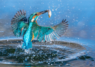 Картинка животные зимородки улов рыба брызги вода птица зимородок