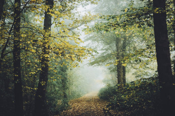 Картинка природа лес осень тропа дорожка