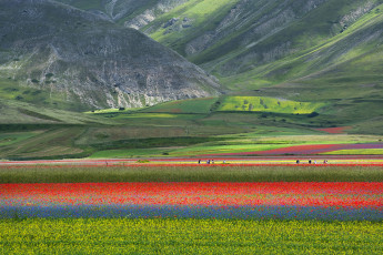 Картинка природа поля цветы луг маки горы поле италия