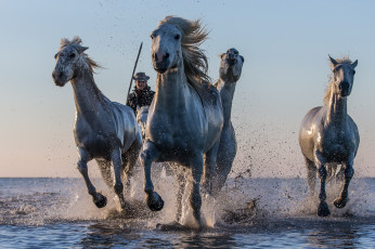 Картинка животные лошади брызги вода кони