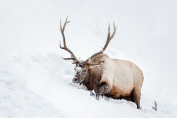 Картинка животные олени олень снег