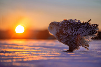 Картинка животные совы закат снег сова