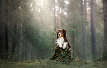 Картинка животные собаки взгляд лес собака