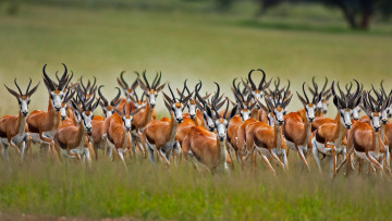 Картинка животные антилопы газели
