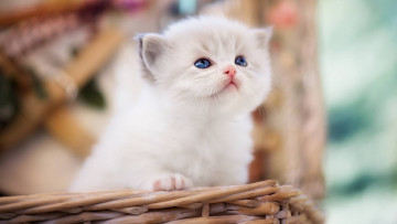 Картинка животные коты рэгдолл малыш боке котёнок