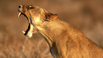 Картинка животные львы львица хищник рев оскал