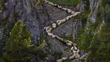 Картинка животные овцы +бараны горы