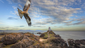 Картинка животные птицы+-+хищники великобритания остров лландуйн